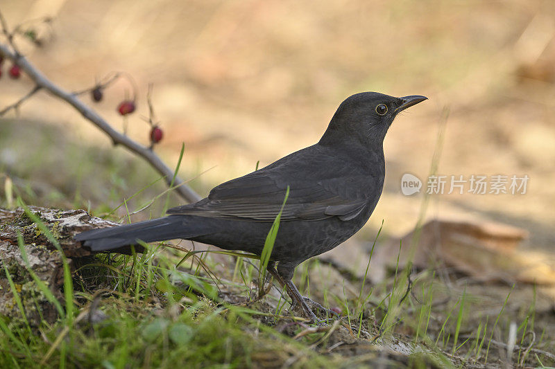 黑鸟（Turdus merula）